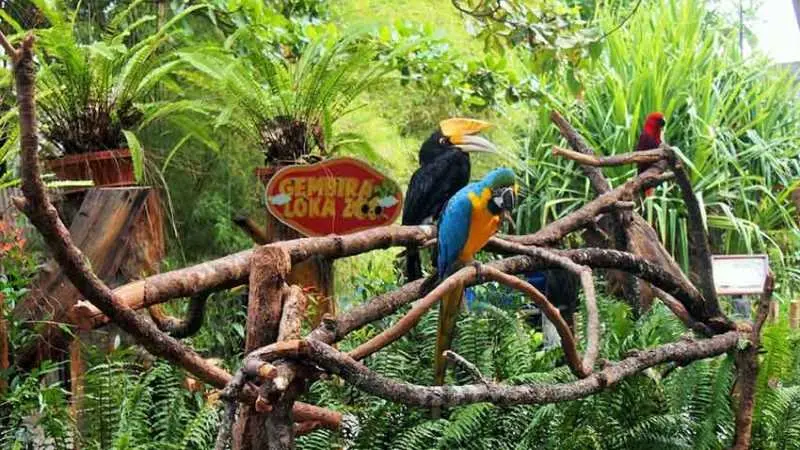 Petualangan Seru di Gembira Loka Zoo: Kebersamaan dengan Satwa di Jogja