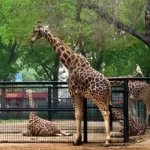 Kebun Binatang Medan, Wisata Edukasi untuk Liburan Keluarga