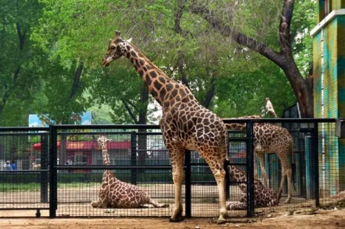 Kebun Binatang Medan, Wisata Edukasi untuk Liburan Keluarga